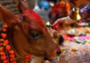 आज गाई पूजा, गौमाताको आराधना र धार्मिक श्रद्धासाथ मनाइँदै