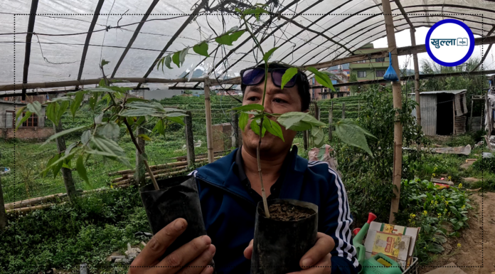 ‘बुद्धचित्त’ खेतीमा आकर्षण बढ्दै : “बिरुवा मात्रै होइन, गुणस्तर चिनेर रोप्नुपर्छ”